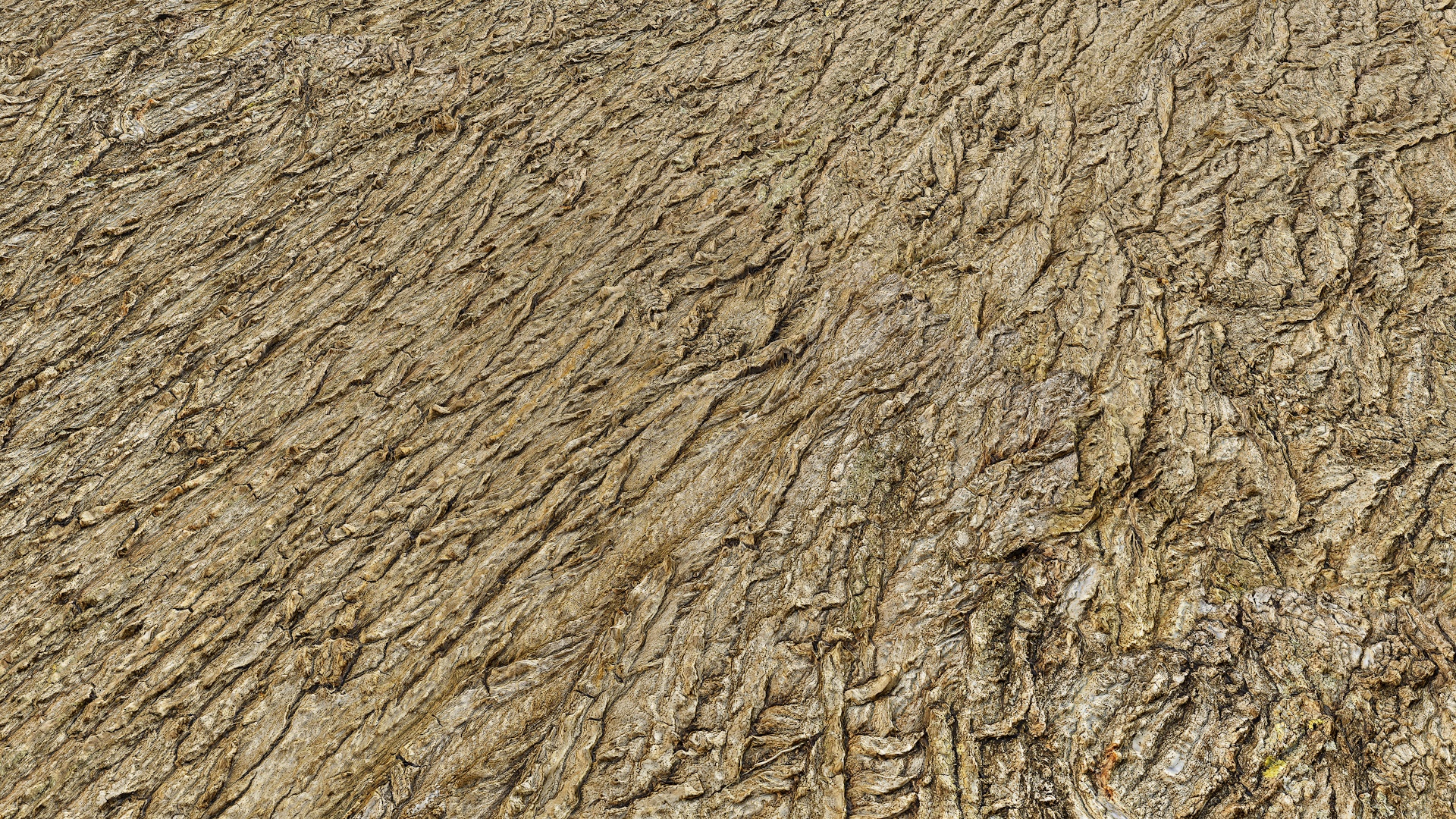 Light Poplar Bark - download free seamless texture and Substance PBR