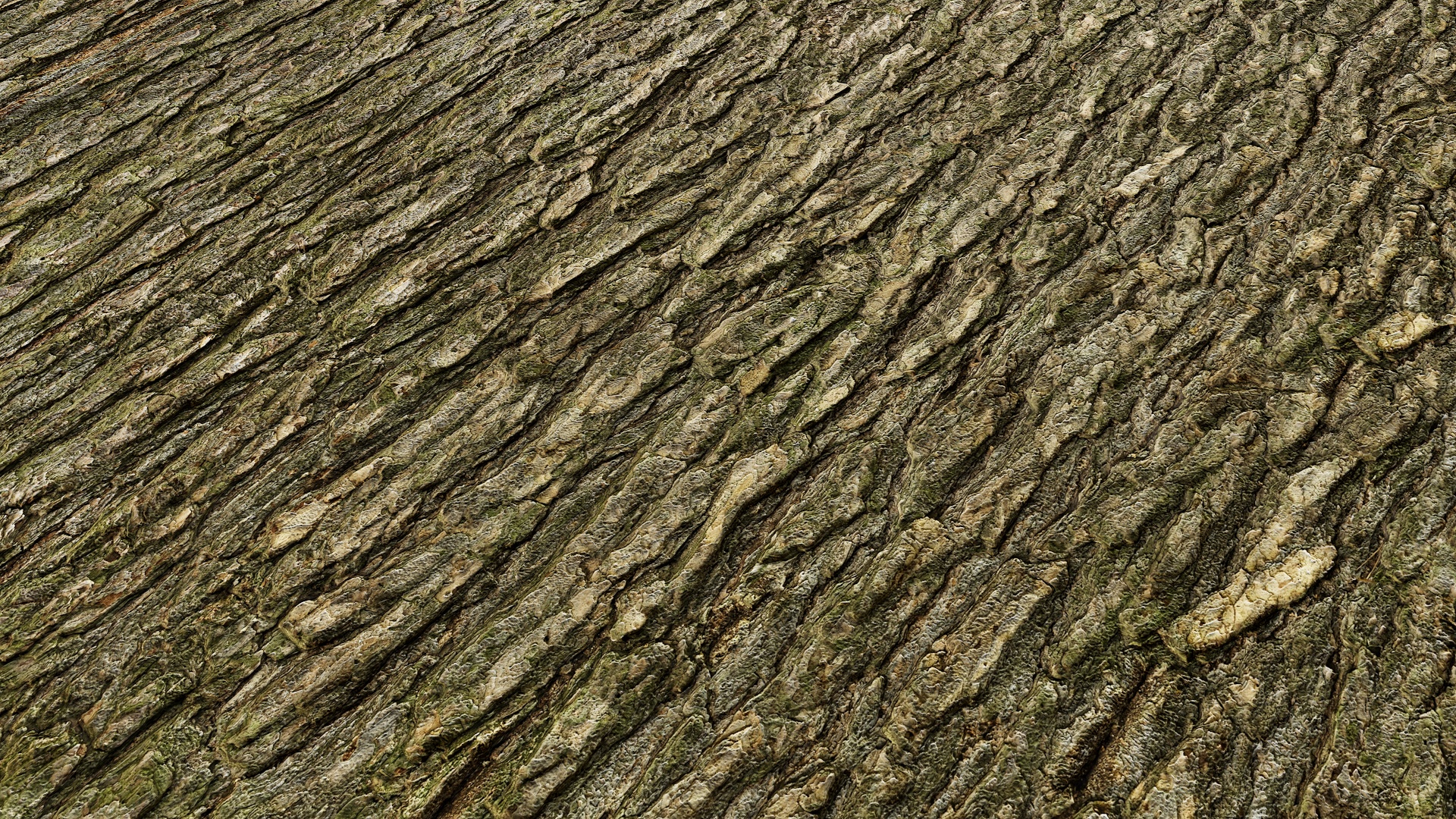 Oak Tree Bark PBR Texture