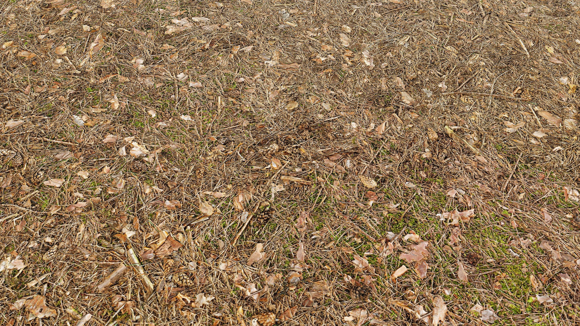 Forest soils. Лесной опад Лесная подстилка. Лесная подстилка соснового леса. Подстилка Дубравы. Почвенная подстилка.