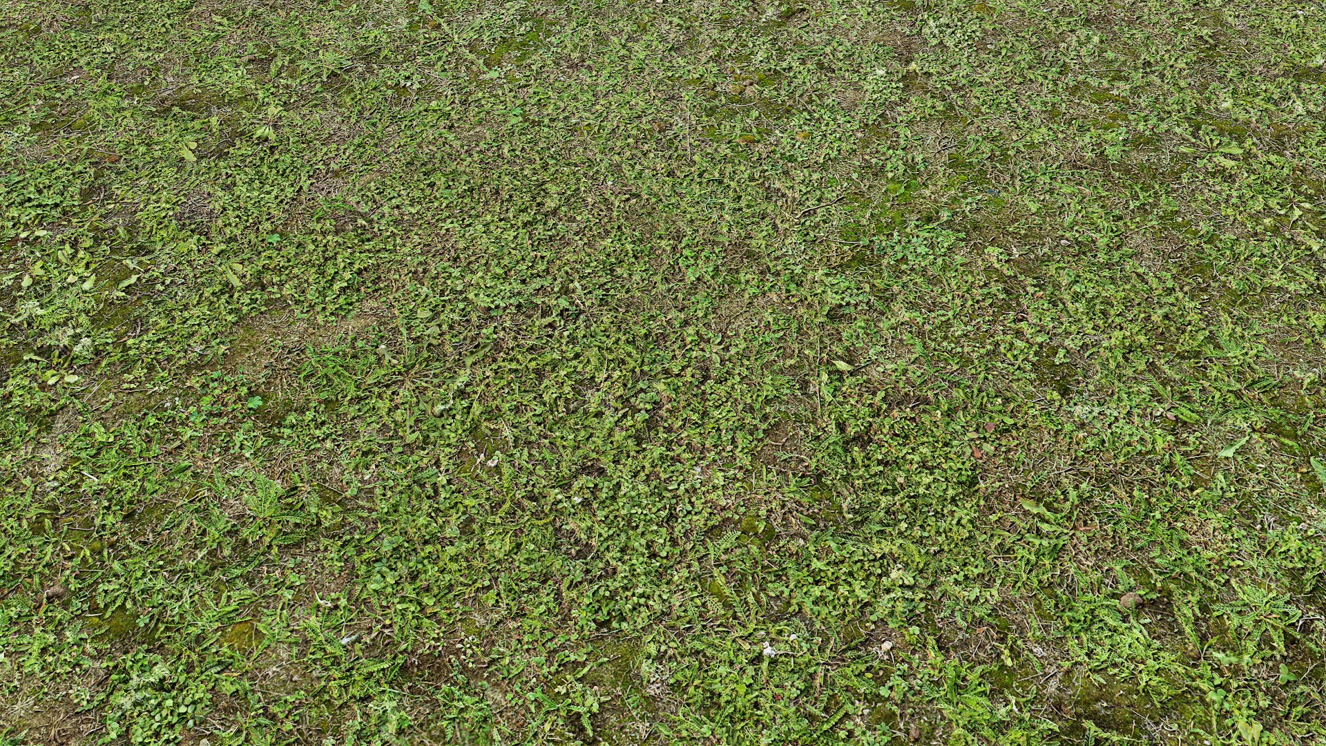 Земля с травой и мхом - скачать бесплатно бесшовные текстуры и Substance  PBR материал в высоком разрешении