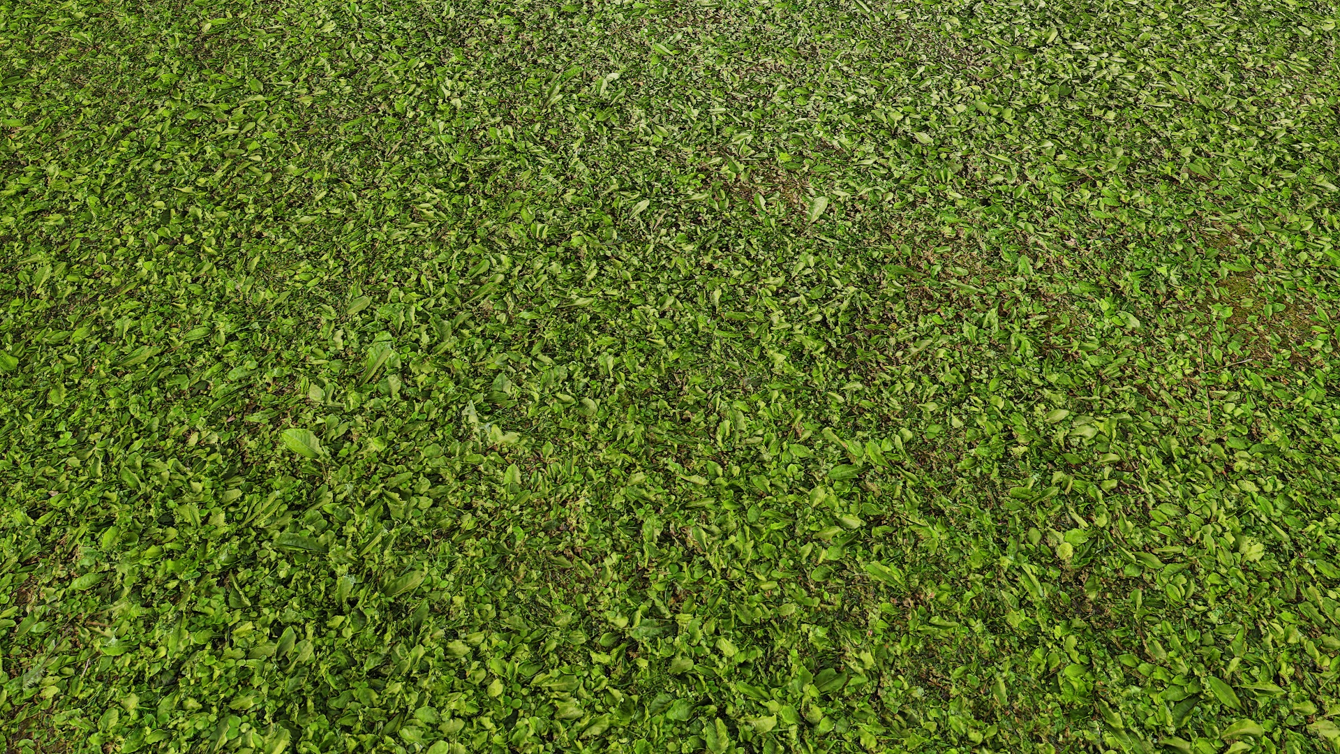Текстура травы бесшовная для Vray